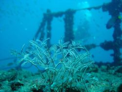 Plant life on the Ex-Hmas Brisbane wreck at the Sunshine ... by Tim Anderson 